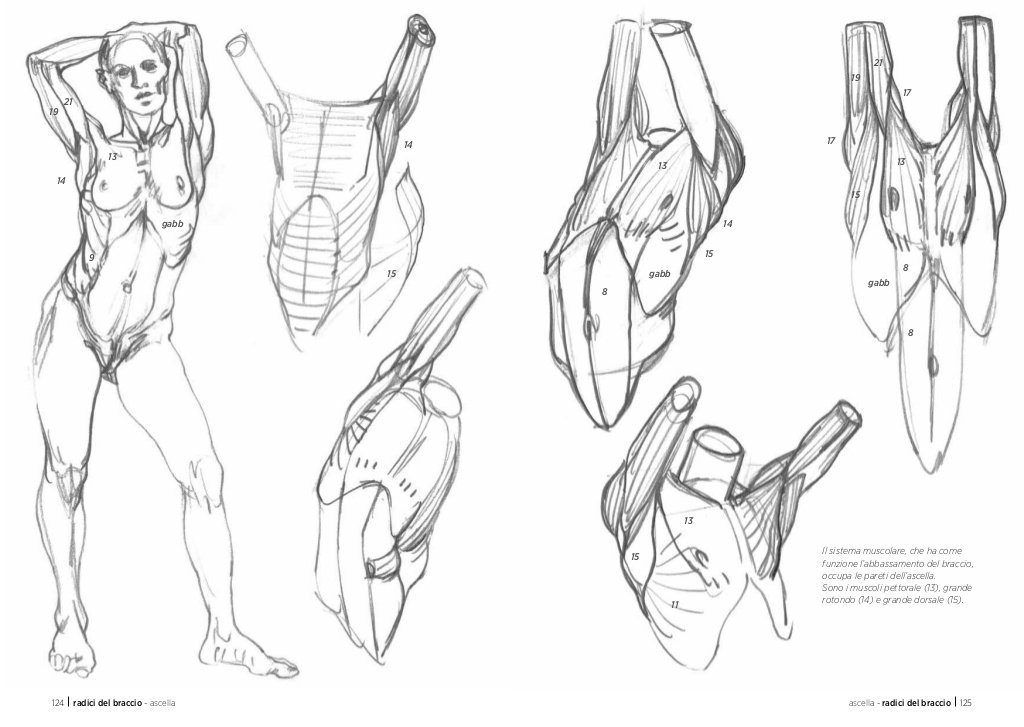 Anatomia artistica Carnet di morfologia
