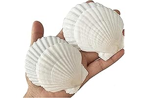 25PCS White Scallop Seashells for Decorating Bulk