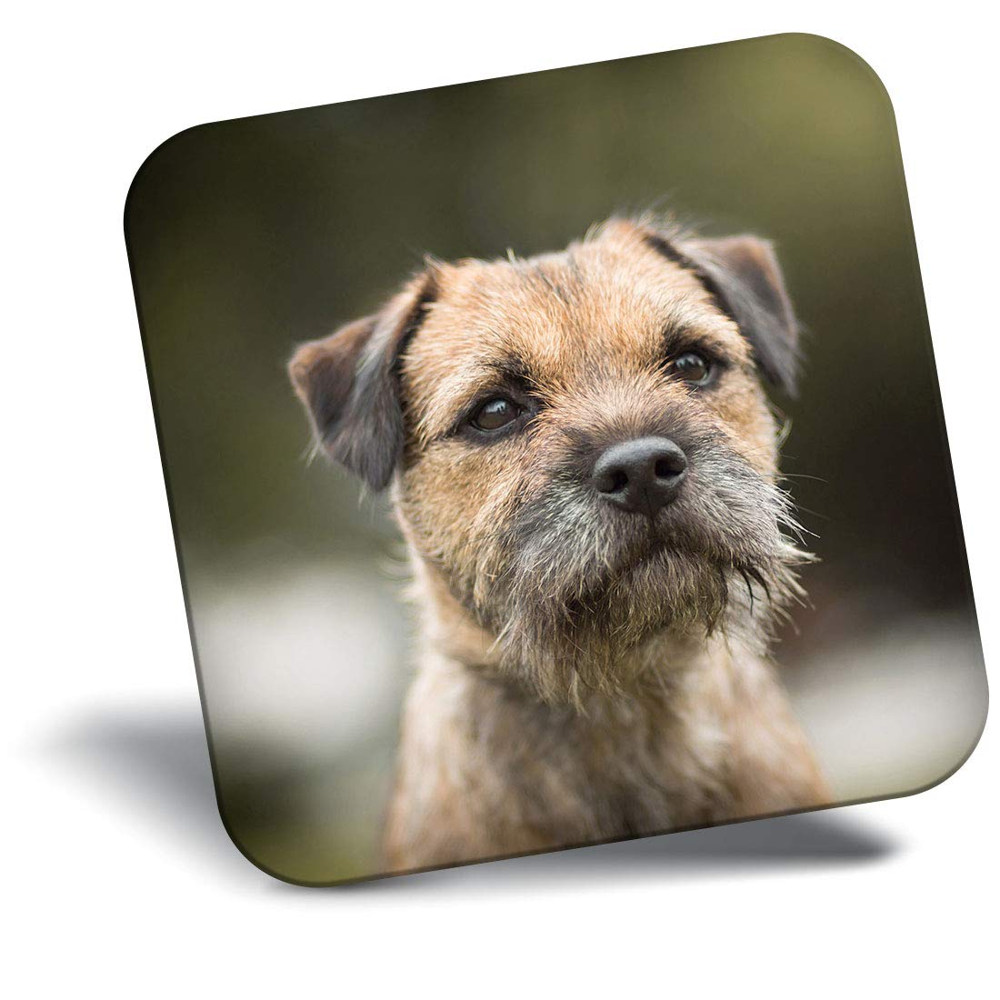Destination Vinyl Ltd Fridge Magnet - Brown Border Terrier Dog Puppy 15940