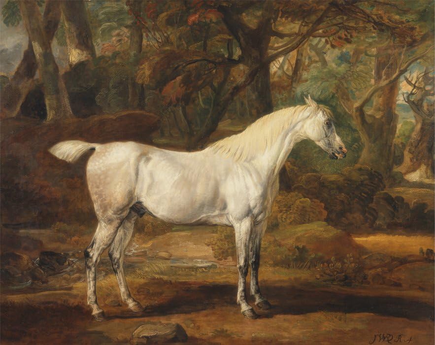 Impression d'art étalon arabe gris célèbre tableau sur toile haute définition