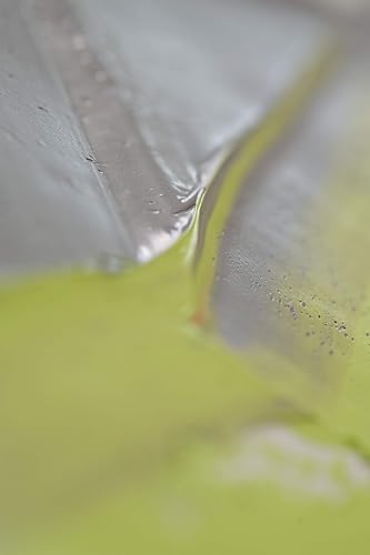 Miniatura 6 de Pébéo - Óleo Fino XL 200 ML - Pintura Al óleo Primaria De Cadmio Amarillo - Pintura Al óleo De Pébéo - Imitación Primaria De Cadmio Amarillo 6.8 fl