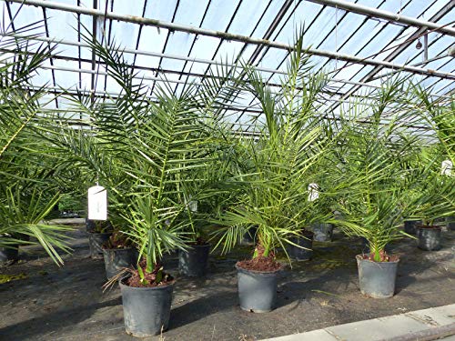 gruenwaren jakubik Palme 140 cm, Phoenix canariensis, kanarische Dattelpalme, kräftige Palmen Premium Qualität