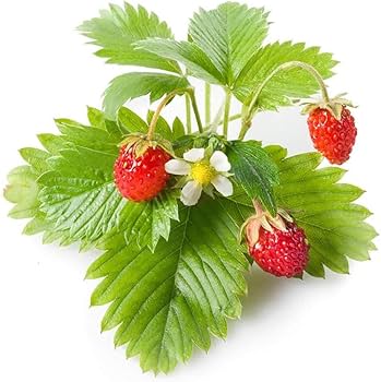 Amazon｜ITANSE 育てるグリーンペット ワイルドストロベリー 1個