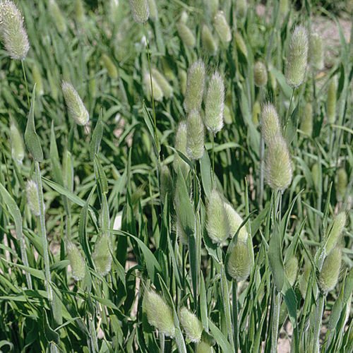 Wafer Kings Seeds - Grass Lagurus Ovatus (Hares Tail Grass) - 500 Seeds