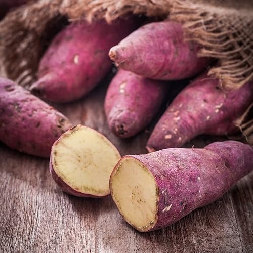10 plantas de batata, esquejes de batata roja japonesa para plantar al aire libre disponible en Yaxa Colombia