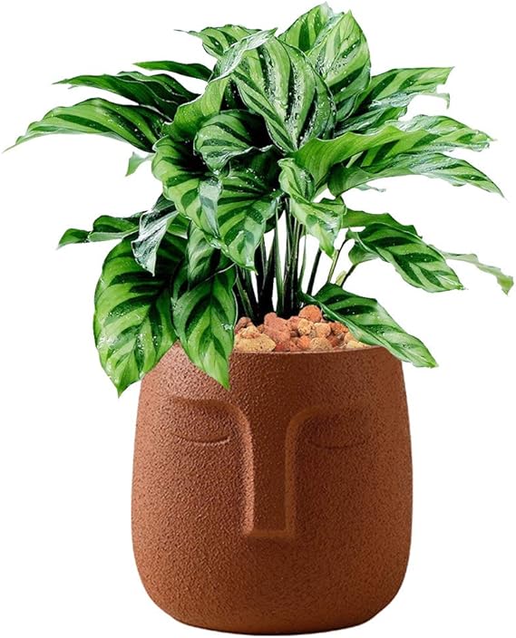 flower plant pots baskets window boxes home garden last ones human face chin lips head terracotta plants pot bowl plant care supplies soil accessories flower plant pots baskets window boxes home garden last ones human face chin lips head terracotta plants pot bowl plant care supplies soil accessories