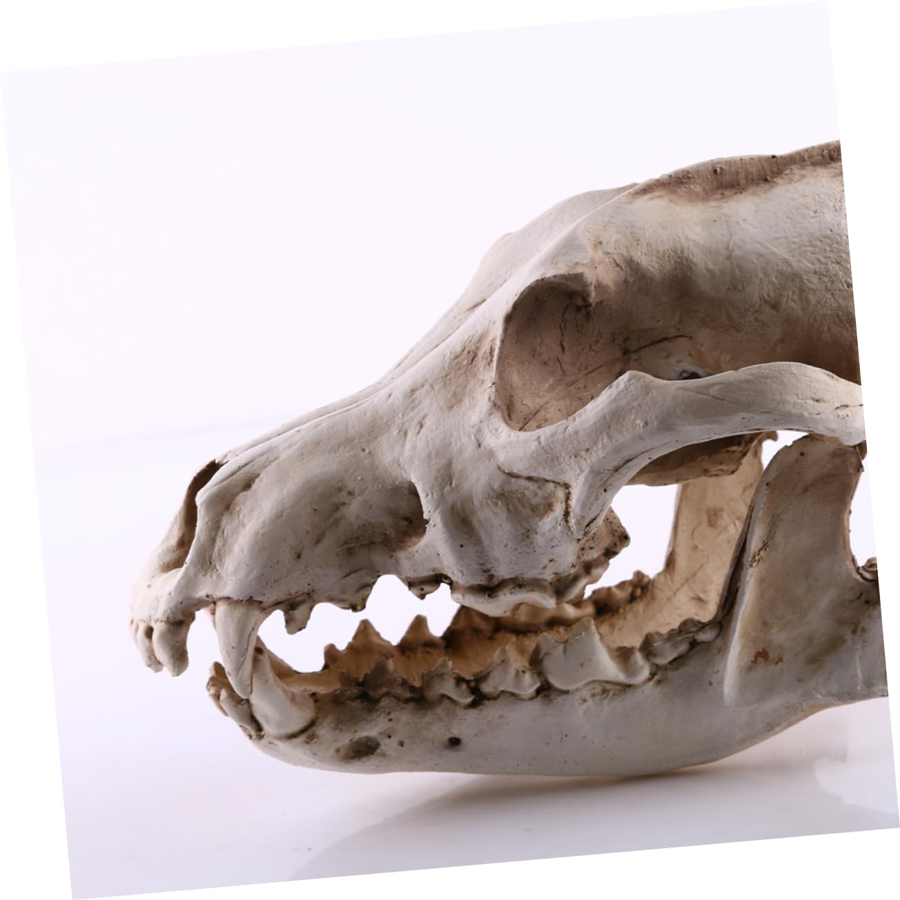 PRETYZOOM Bärenschädel 2st Schädelkopfmodell Aus Harz Home Decor Wohnungseinrichtung Ideas Geschenkeidee Hochstihl Skelett Figur Heim Tiere Wolf Replik Skelett Nachbildung Einer Skelettfigur