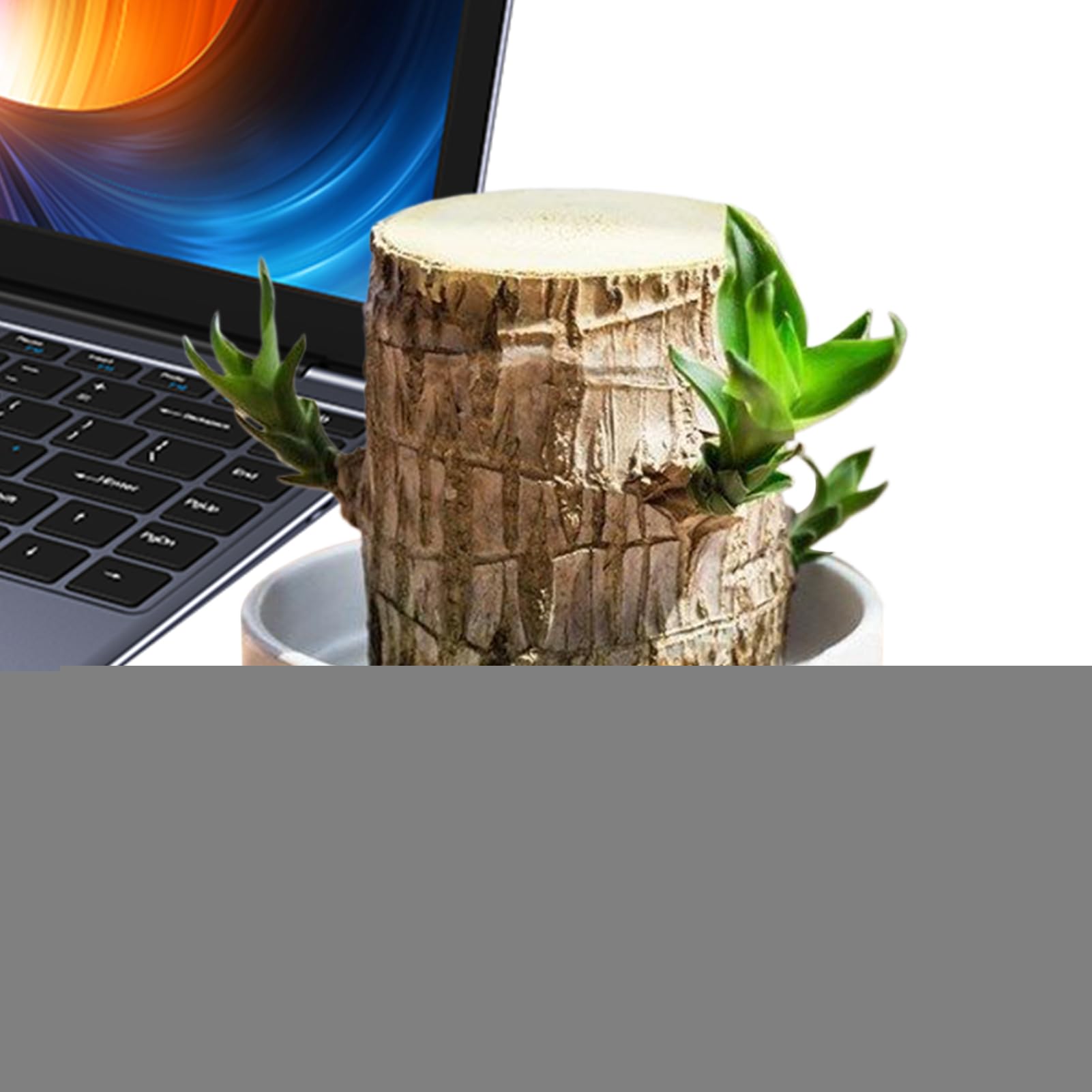 Pianta di Legno del Brasile Ornamento Naturale di Ceppo | Ceppo D'Albero Idroponico In Legno Per Interni Ufficio Libreria Soggiorno Cucina Balcone Scrivania Computer