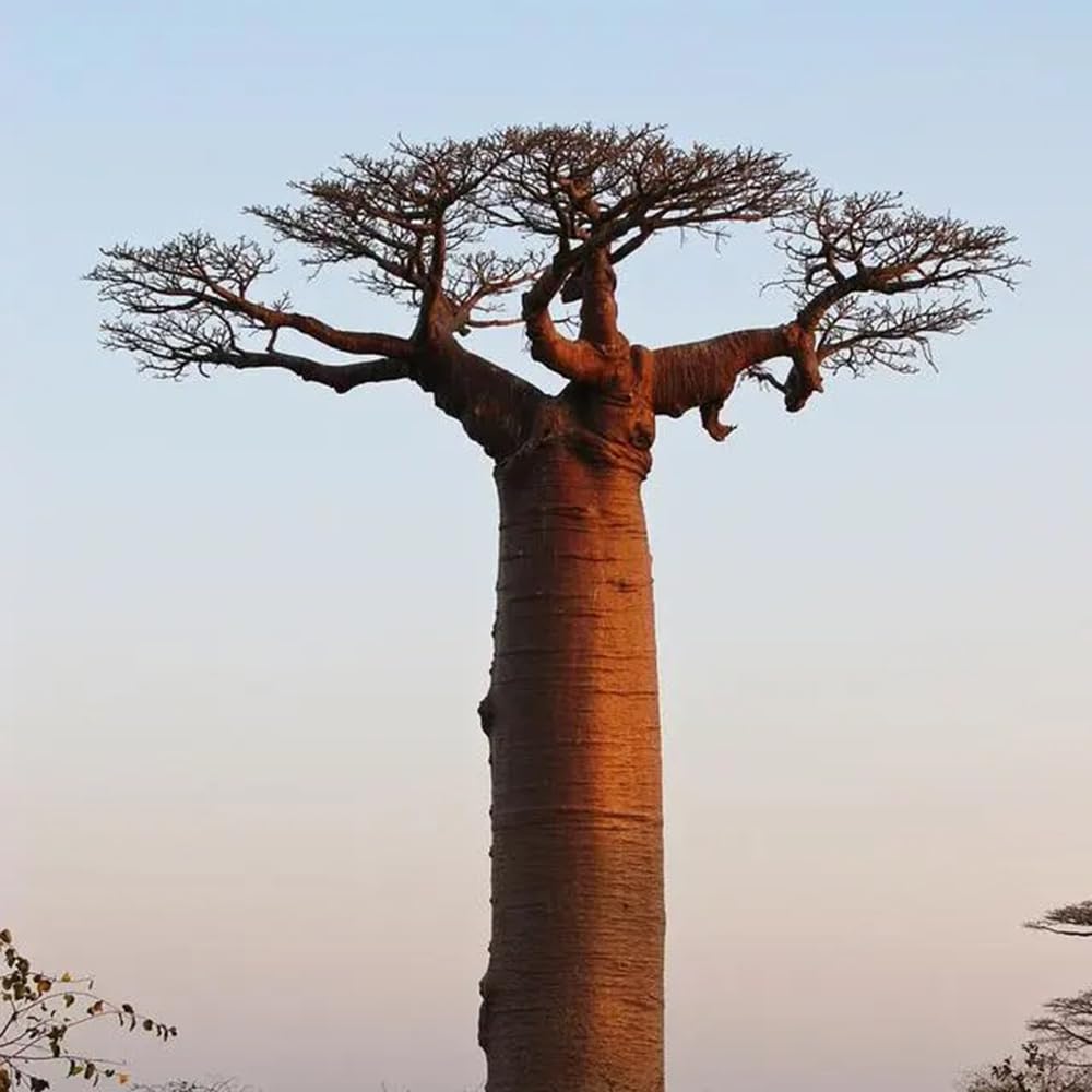 semillas de baobab - baobab - semillas orgánicas variedades antiguas, crecimiento ción exóticas 10pcs