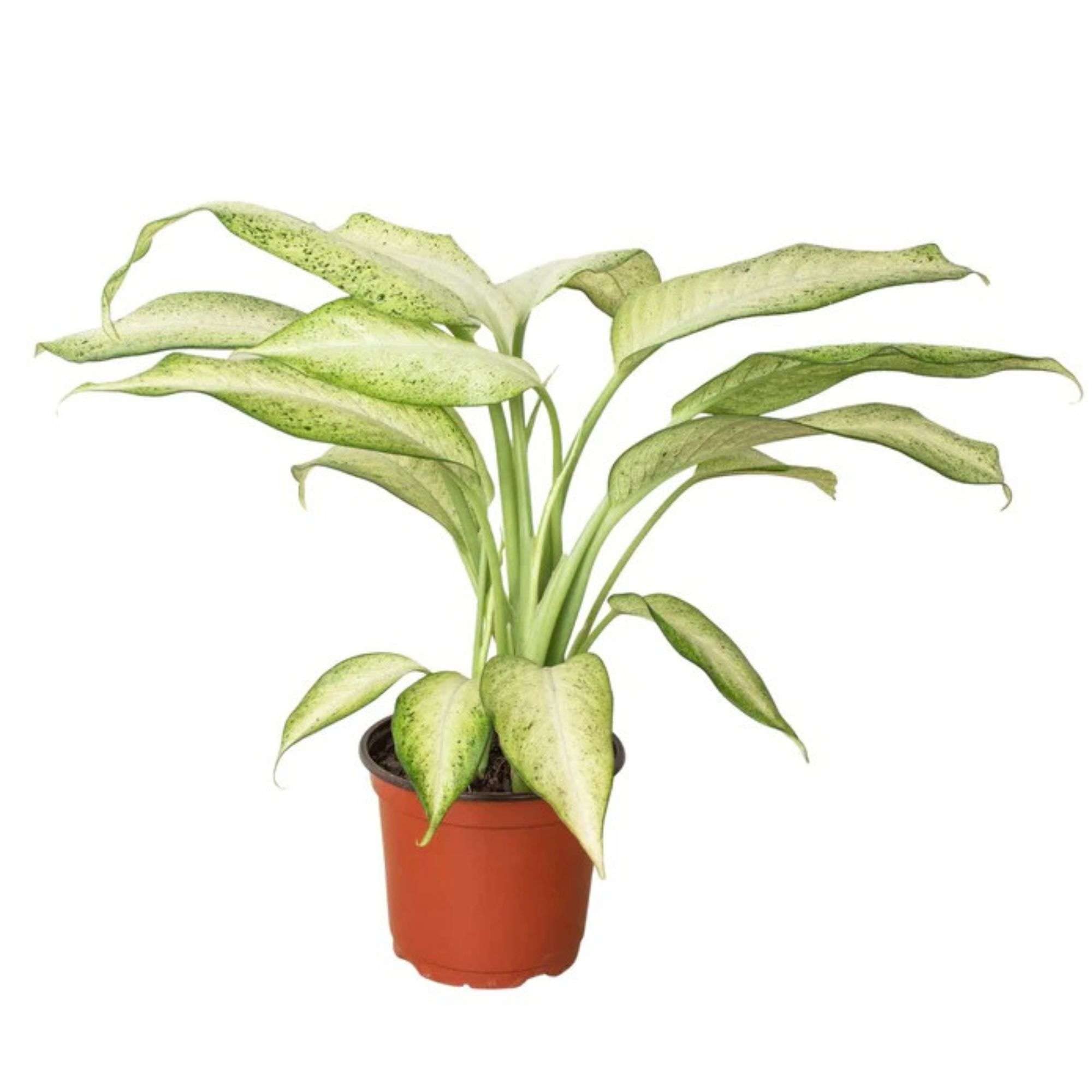 silk palm plants 5 Foot Artificial Silk Areca Palm Tree for Indoors and Outdoors main image 1