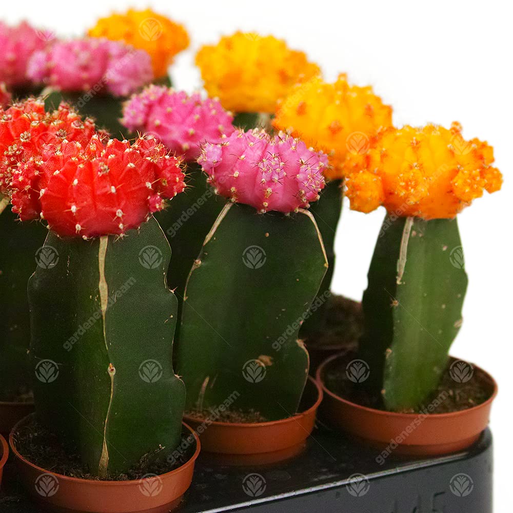Assortiment Cactus Disco Plante d'intérieur pour maison/bureau parfaite pour cadeau d'invité de mariage (Lot de 5)