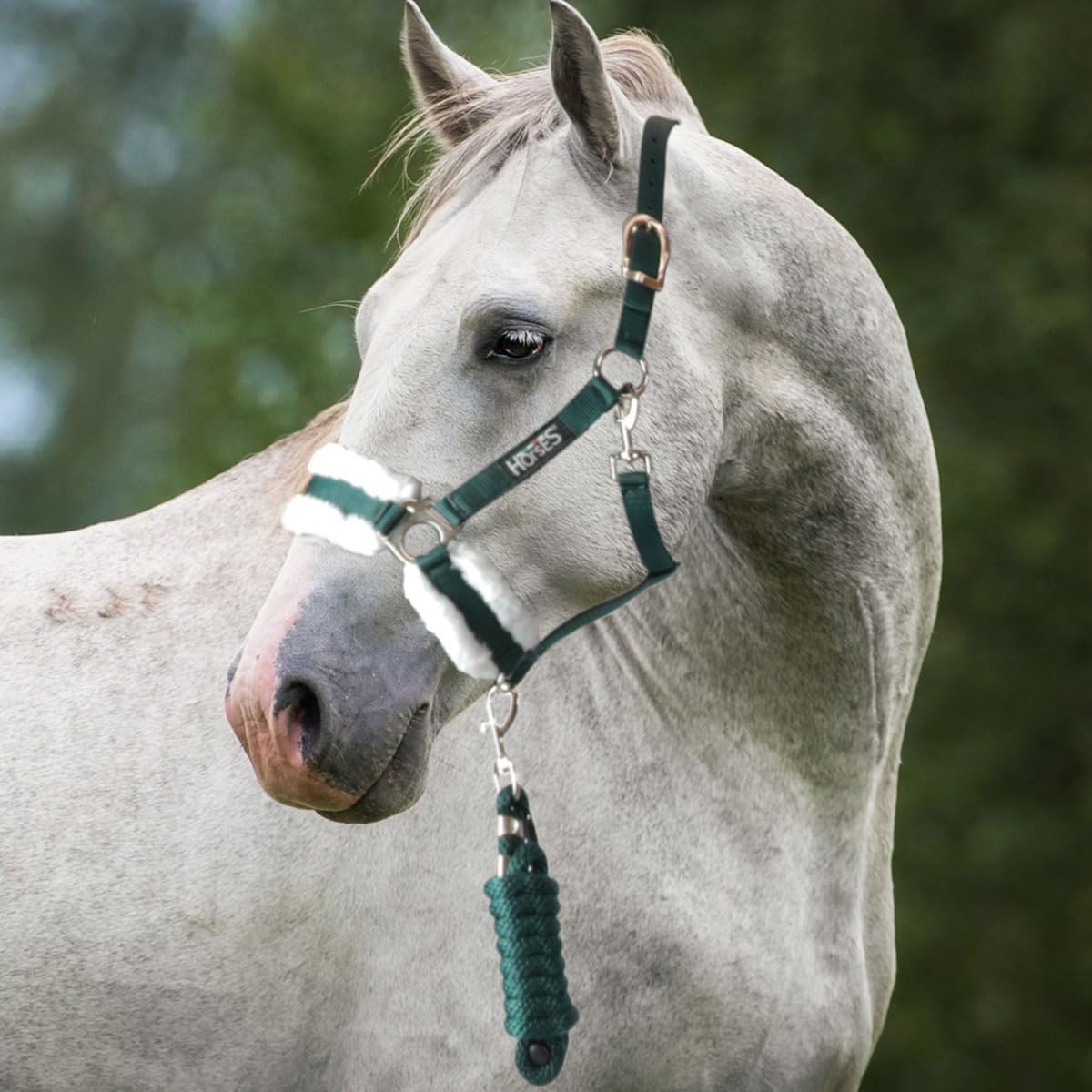 Juego de manta, cabestro, longhina, diademas Horses, cabestro caballo, longuina caballo, manta para caballo, manta para caballo, manta para caballo versátil, bandas de trabajo cómodas para las