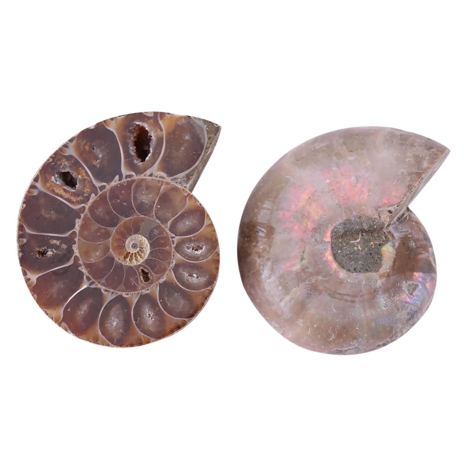 2 Pcs Ammonite Fossile Spécimen Ammonite Véritable Dinosaure Fossiles Shell Madagascar Pierres Naturelles Et Minéraux Spécimens D'enseignement Spécimen Minéral (4cm)(Diameter 4cm)