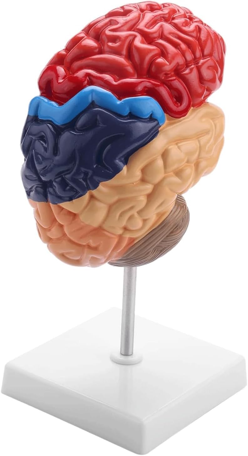 CHROX PVC Anatomical Brain Model,Human Brain Model Anatomically Precise Brain of Real Size Anatomy 1: 1 Teaching Medical Model