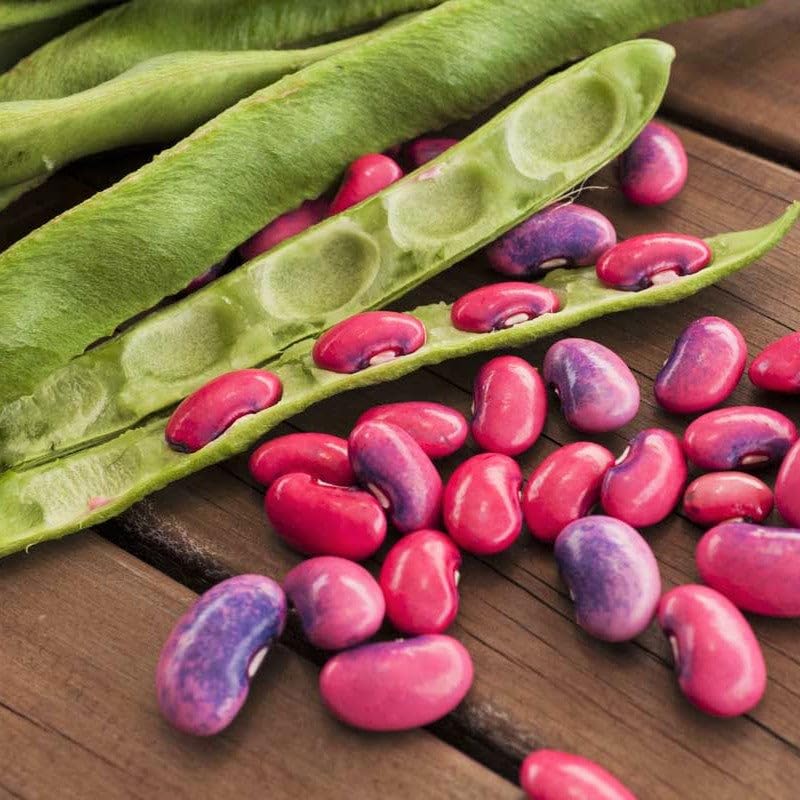 TomorrowSeeds Scarlet Runner Bean Seeds