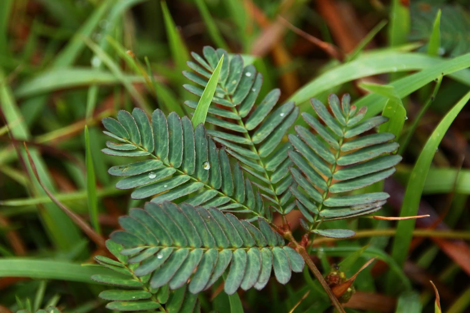 SAFLAX - Mimosa pudique - 70 graines - Mimosa pudica