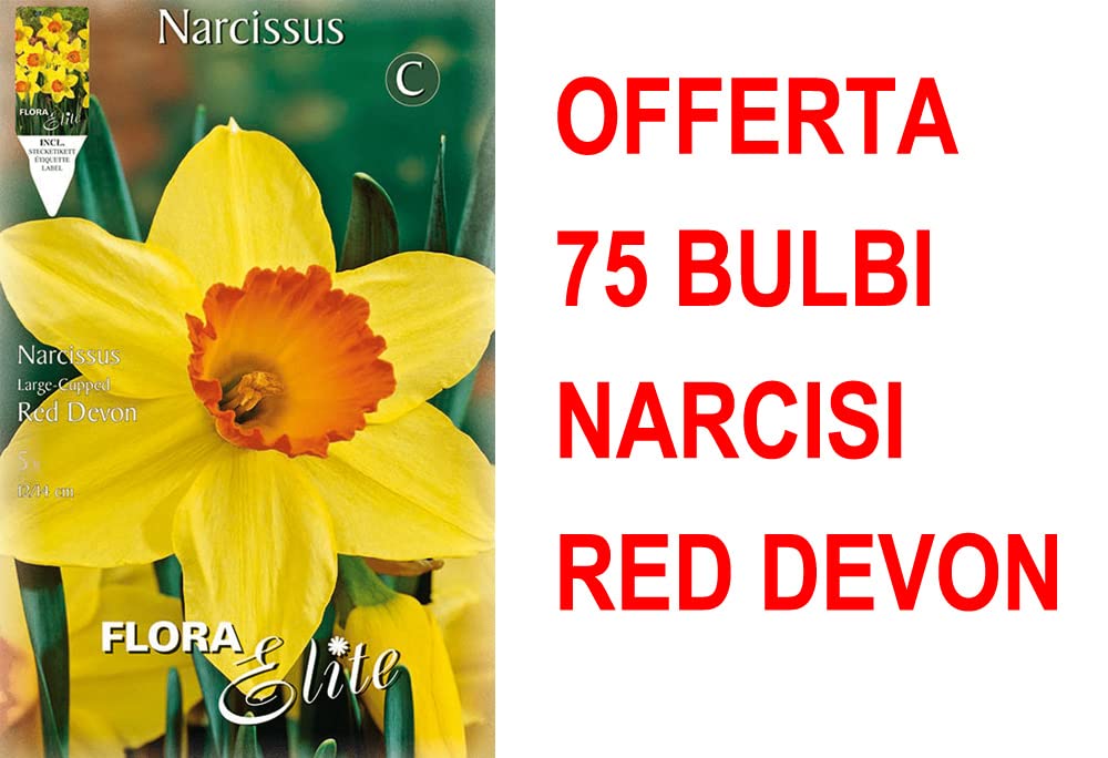 OFFERTA 75 BULBI NARCISO LARGE-CUPPED RED DEVON BULBS BULBES