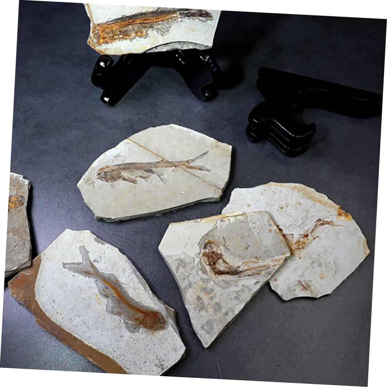 Cabilock Campione Fossile Pesce Resina per Laboratorio di Scienze e Ricerca Educativa, Decorazione da Scrivania per Studio e Materiale Didattico per Studenti, Dimensioni Stili multipli