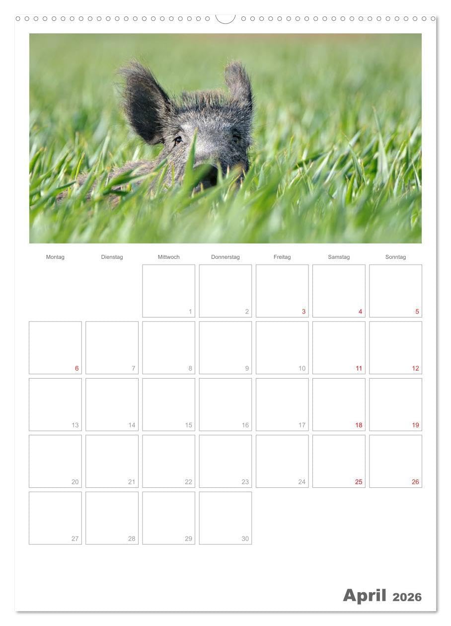 Rehe & Co/Planer (hochwertiger Premium Wandkalender 2026 DIN A2 hoch), Kunstdruck in Hochglanz: Wildlife Rügen/Deutschland (CALVENDO Tiere)