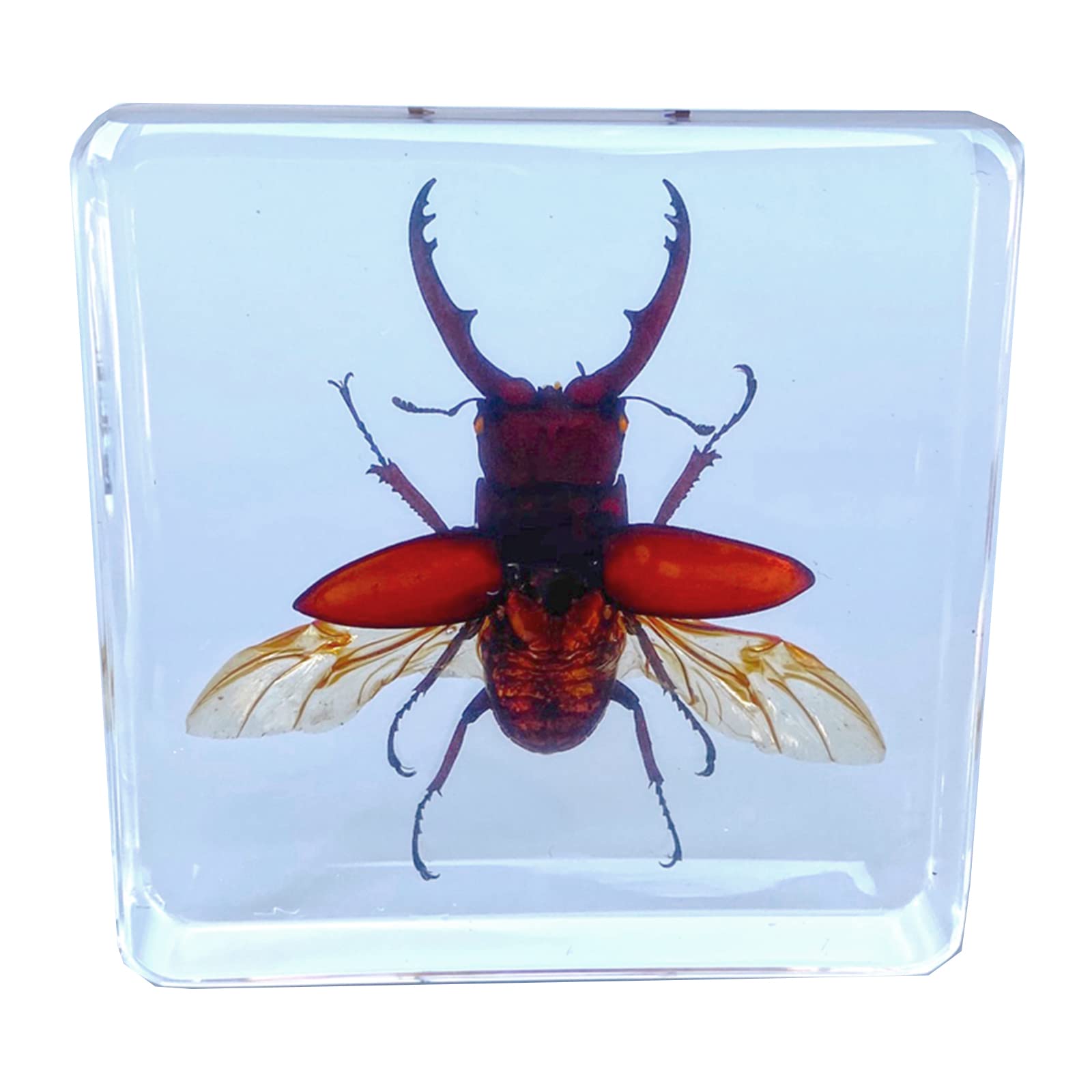 Real Stag Beetle Neolucanus Swinhoei In Clear Lucite 72mm Preserved Paperweight Taxidermy Crafts Collection Science Education Display - Australia - View #10