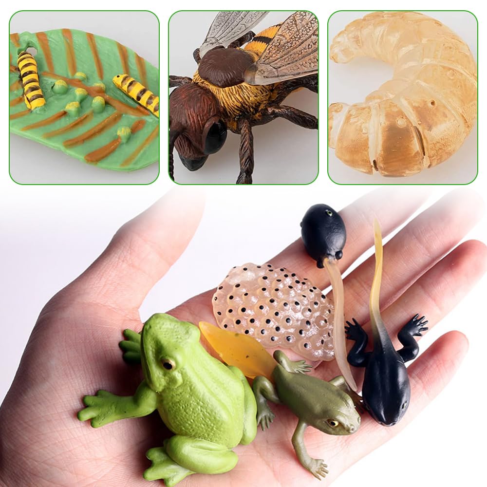 Set 13 Figurine Ciclo di Vita Animali, Farfalle, Api & Rana, Giocattoli Educativi Montessori per Bambini 3+, Kit Didattico per Progetti Scientifici e Scolastici