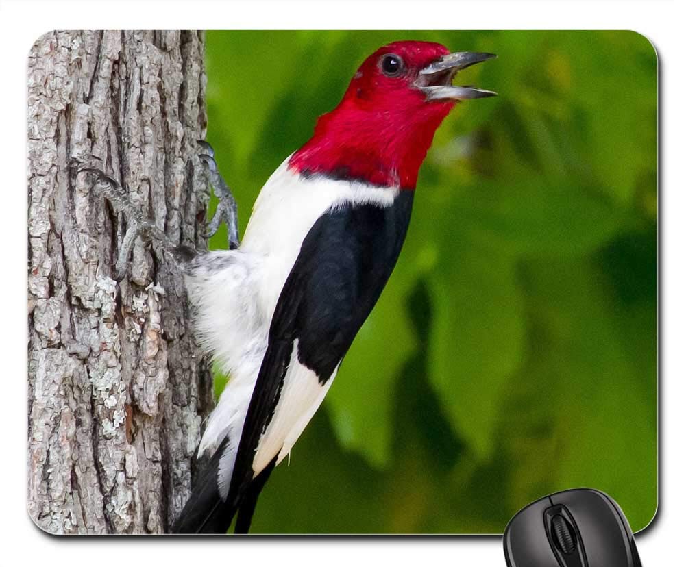 Mouse Pad - Woodpecker Red Head Red-Headed Bid Wildlife