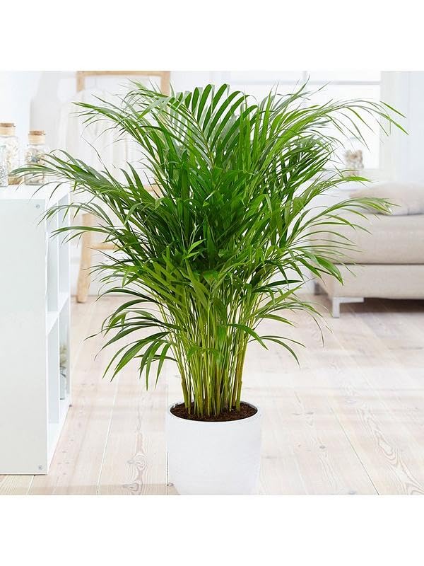 Indoor Areca Palm Plant Indoor plants for living room bonsai,Outdoor Decoration Natural Live "Chinese palm" Tree For Home Garden Tree Outdoor indoor plant (Pack of 1)-image-32