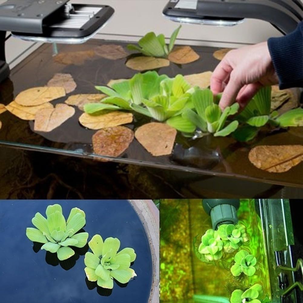 50 pièces Dichondra Pistia graines jardin étang plante piscine Aquarium réservoir décor jardinage cadeau pour hommes, femmes, enfants Graines de Dichondre