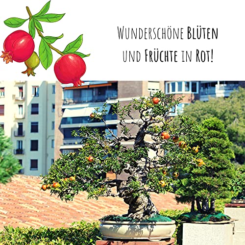 Bonsai-Samen von HappySeed mit hoher Keimrate und tropischen Raritäten