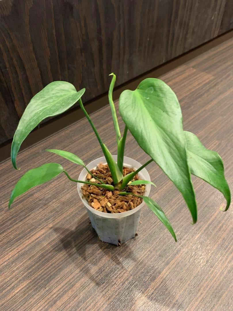 モンステラ バールマルクスフレーム モンステラ バールマルクス