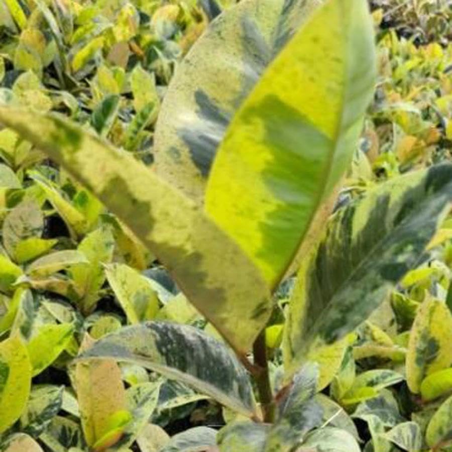 Amazon｜フィカス エラスティカ ジン 2.5-3号苗 ゴムの木 観葉植物