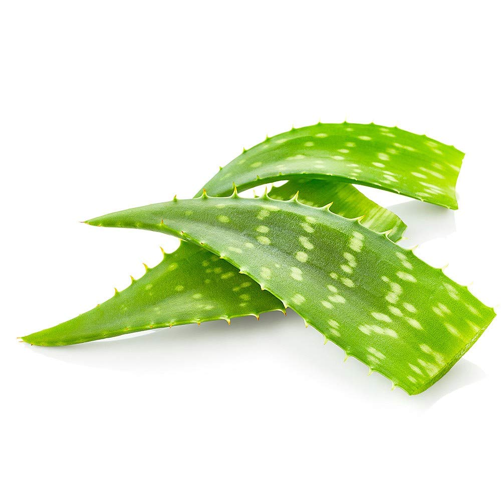 Fresh Organic Aloe Vera, 1 Pc