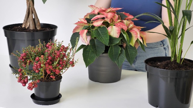 Garronda Vasi per Piante Rotondi in Plastica da Esterno e da Interno per Fiori e Giardini GD-0025 (1 Pezzo - Nero, ⌀ 10 cm H 7,5 cm