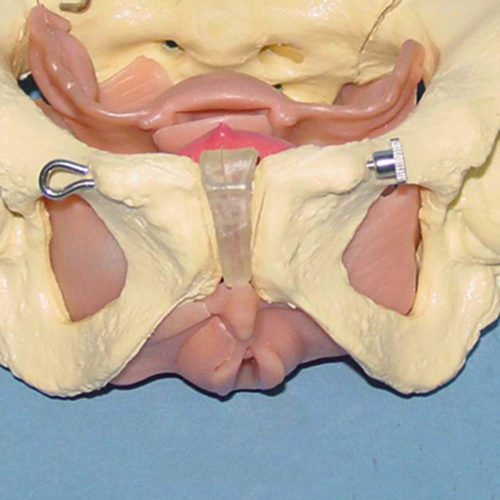Model Żeńskich Narządów Miednicy I Powięź Anatomiczny Model Żeńskiej Miednicy - Prawdziwy Modyfik Miednicy I Modelu Anatomii Macicy Macicy