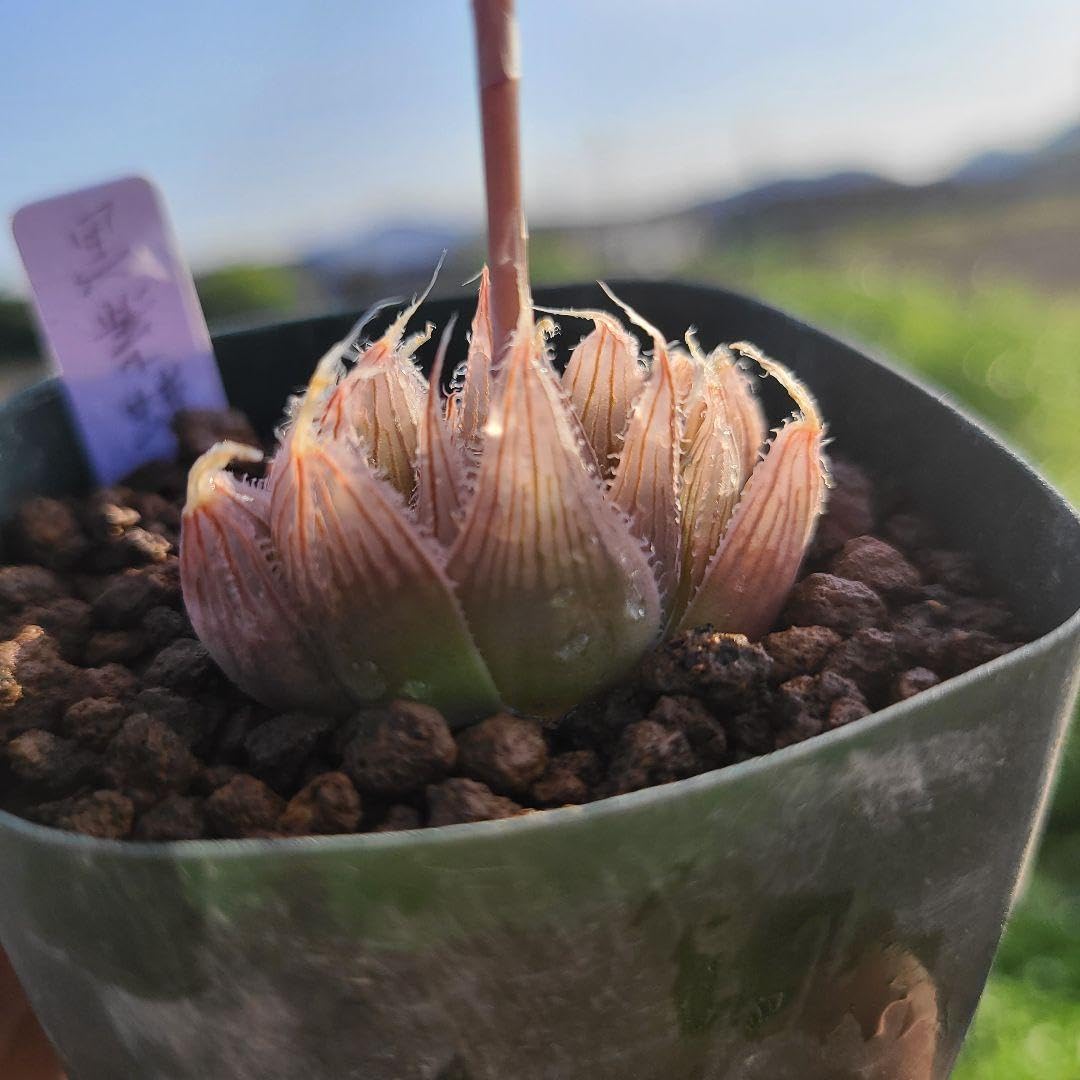 多肉植物ハオルチア黒紫蝶 多肉植物ハオルチア黒紫蝶