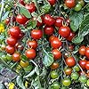Bonnie Plants Super Sweet 100 Cherry Tomato, Live Plants, 19.3 oz (4-Pack) #2