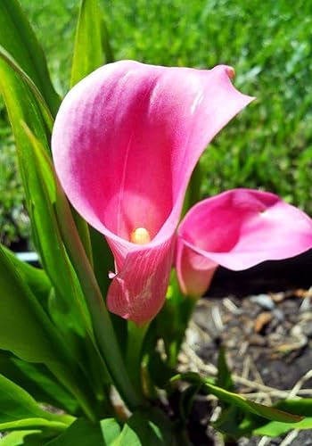 Miniatura 2 de Semillas de lirio de cala, hermosas flores, 100 semillas