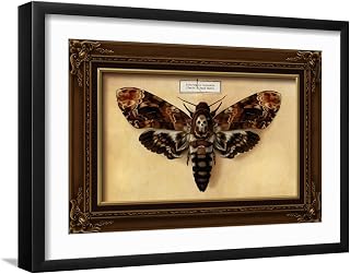 ART.COM Wall Art Print Death's Head Moth on Black Frame by Lantern Press, 23" x 17"