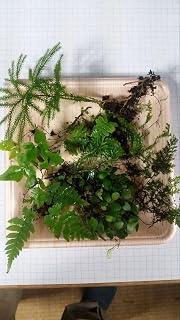 天然ミニシダ色々セット(岩松入り)シダ植物、苔テラリウム、苔リウム、苔玉、苔盆栽