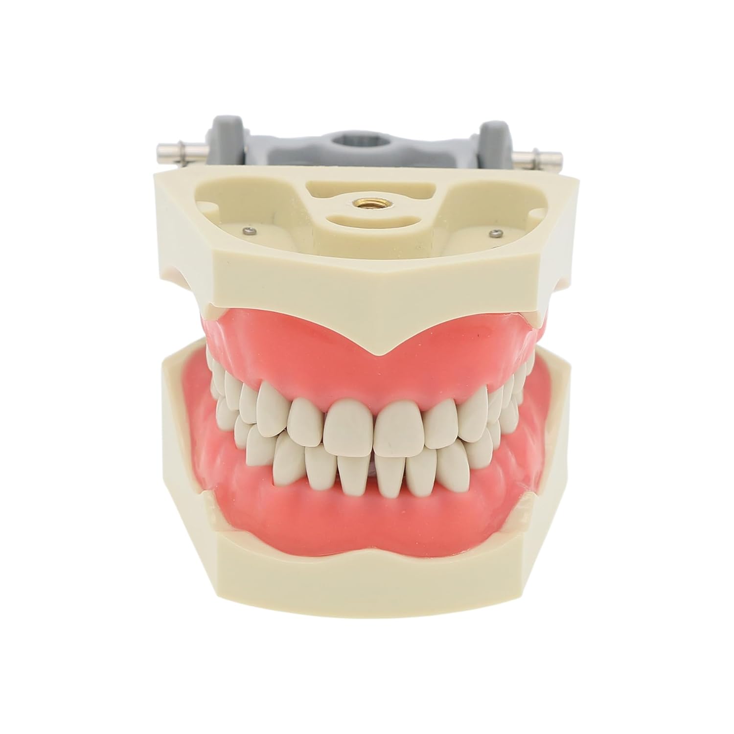 Dental Columbia 860 Type 32 Pcs Removeable Teeth Typodont Exam Restorative Model M8030 (M8030)