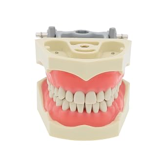 Dental Columbia 860 Type 32 Pcs Removeable Teeth Typodont Exam Restorative Model M8030 (M8030)