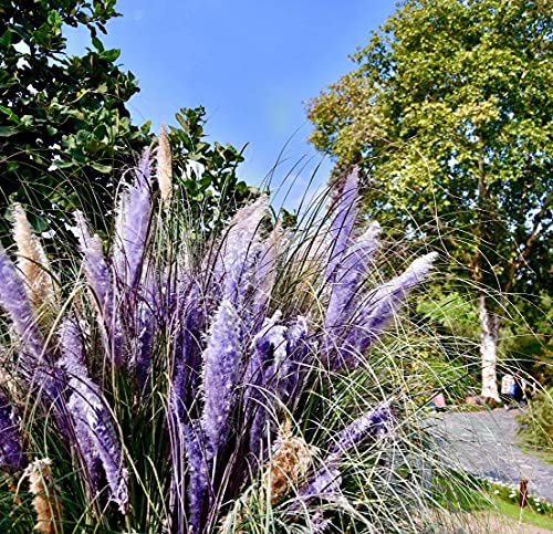 Outdoor Garden Pink Pampas Grass Seeds Mix - 100 Seeds Tropical Exotic #TOP1