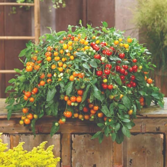 Tomato 'Rainbow Drops Mix' F1 – Half-Hardy Annual, Colourful Cherry Fruits – 1 Packet x 30 Seeds By Thompson & Morgan
