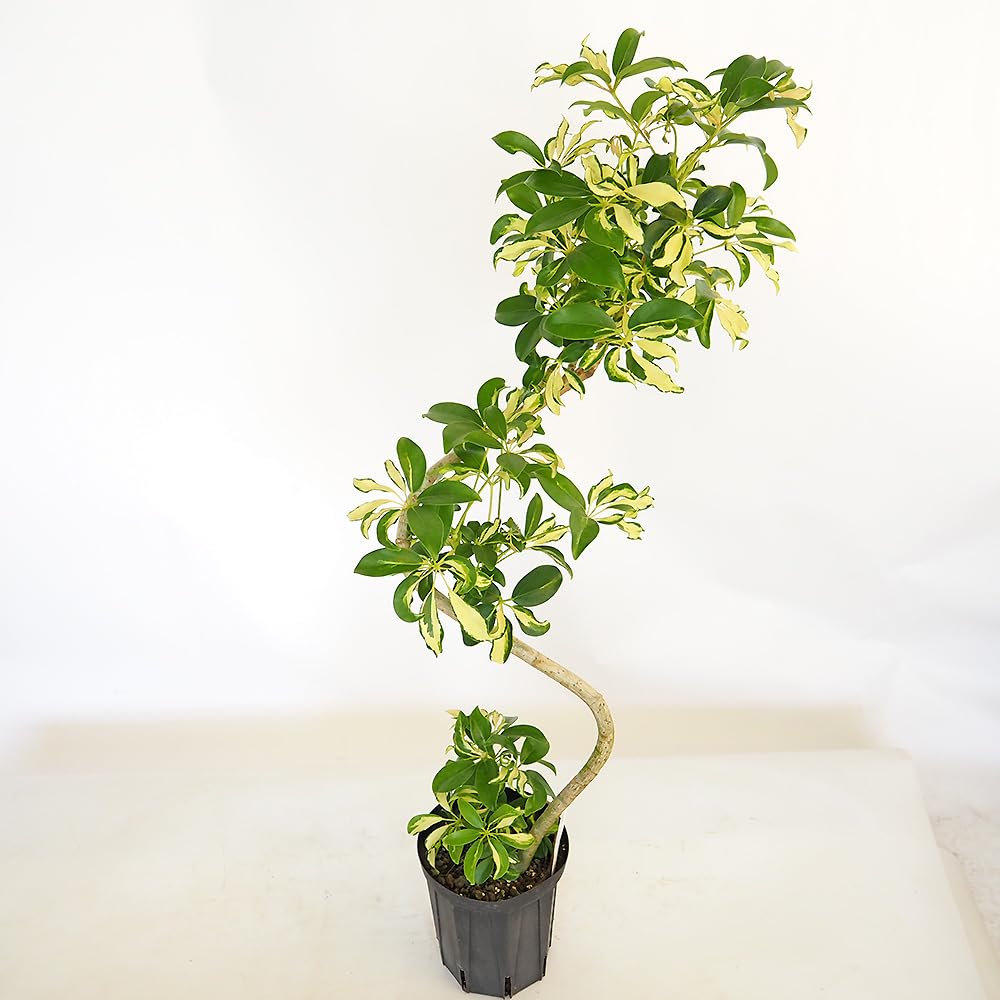 Amazon｜ITANSE シェフレラ(カポック) グランディー 曲がり