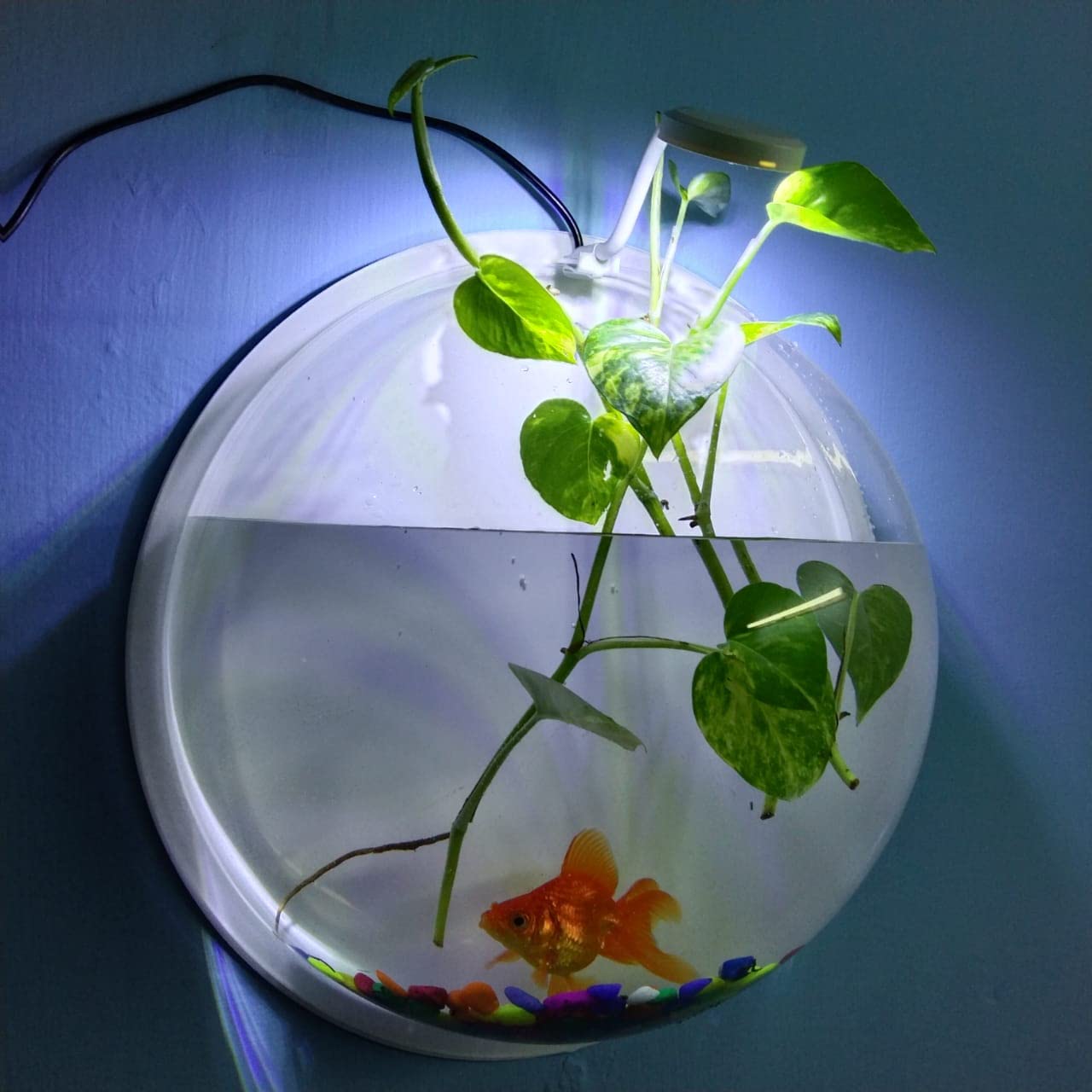 SANSEFERO Premier Plants Wall Hanging Acrylic Fish Bowl With Led Light