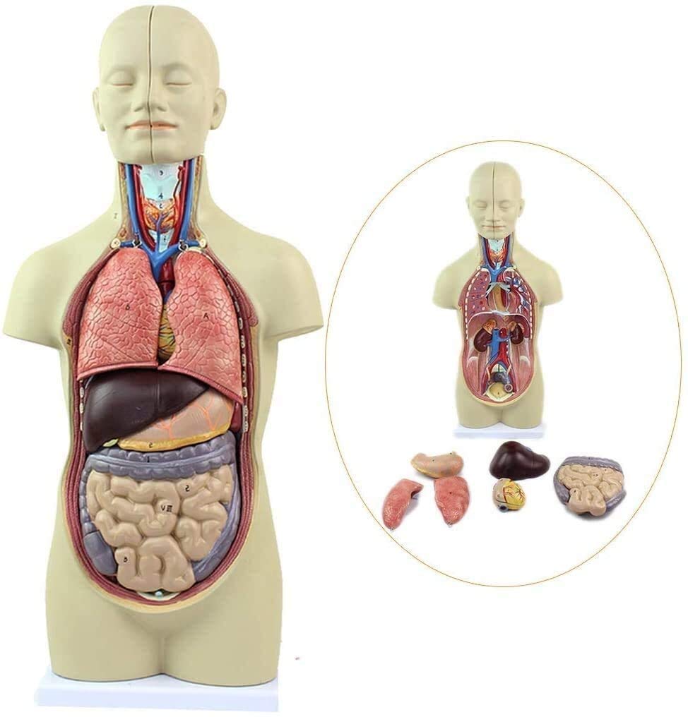 Torso Modelo Anatómico Desmontable del Cuerpo 12 Piezas De PVC De Equipos Médicos para Los Órganos Anatómicos, Kits De La Ciencia, Los Suministros De Laboratorio 43Cm