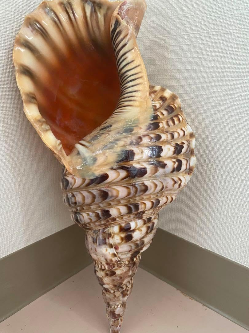 法螺貝 ホラ貝 大型法螺貝 34cm前後 1キロ O 法螺貝のYahoo