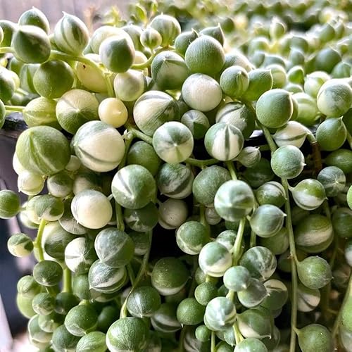 Miniatura 4 de Cadena de perlas suculentas vivas de 4 pulgadas, cadena de perlas abigarradas, planta colgante para decoración de oficina en casa, enredadera