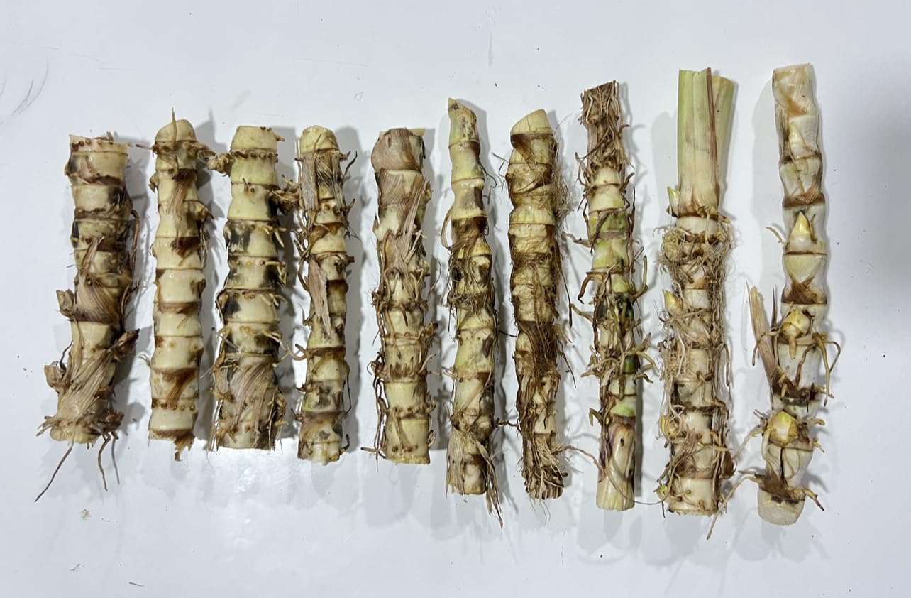 Indonesian Bahubali Smart Napier Grass Smart Napier Grass Seed Hybrid Napier Green Fodder Grass Slips for Cow/Buffalo/Turkey, Yash Goat Farm & Seeds, Pack of 10 Sticks. (B0DDQHFHZC) Amazon Price History, Amazon Price Tracker