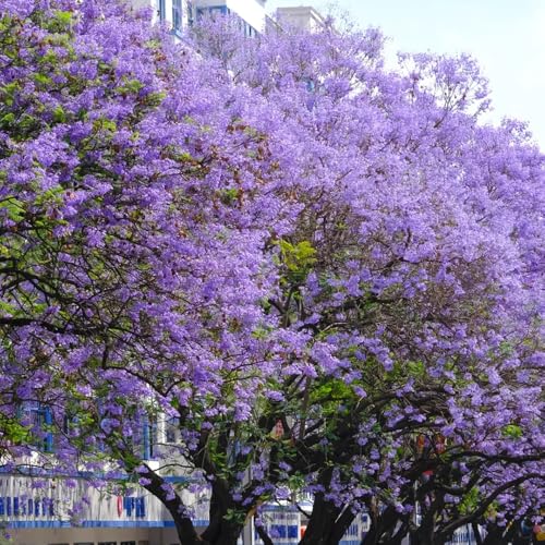 semillas de jacarandá resistentes al aire libre jacarandá jardín, arbustos de ación resistente, 100pcs